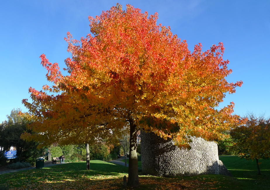 Thursday November 8th (2018) Tree and Dovecote ... width=