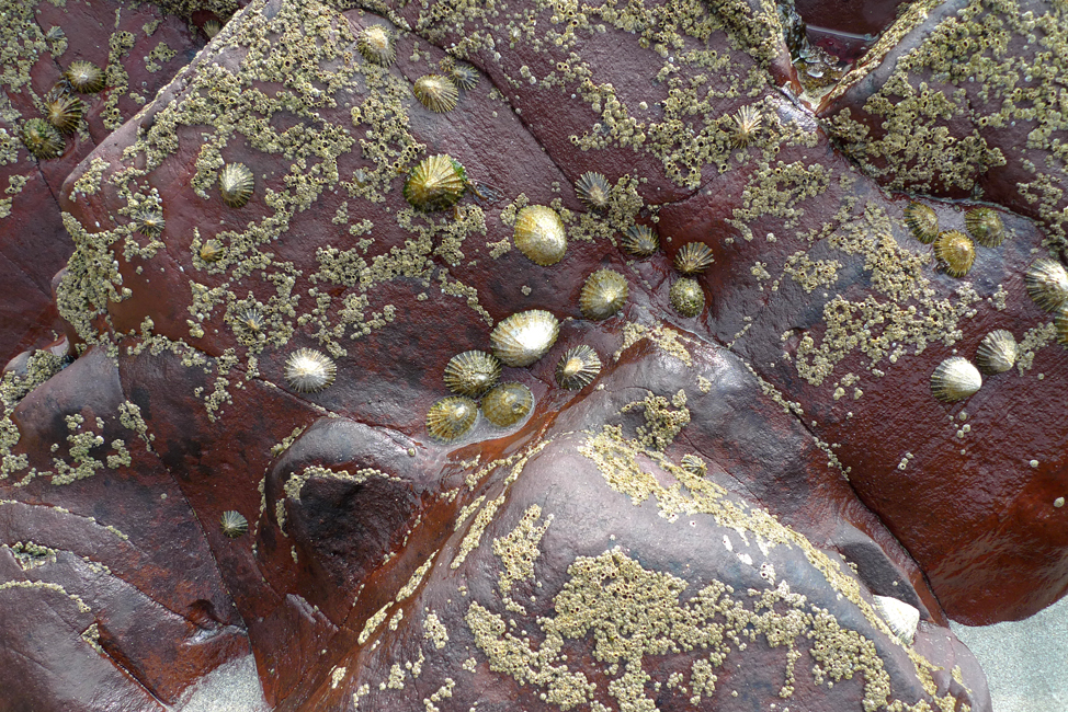 Wednesday June 20th (2018) Inter-tidal textures No.1 width=