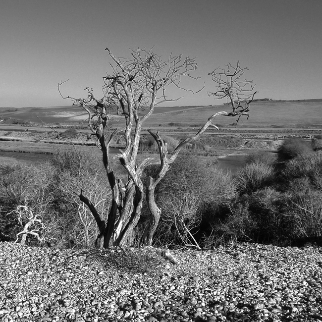 Thursday December 31st (2020) Cuckmere Haven. width=