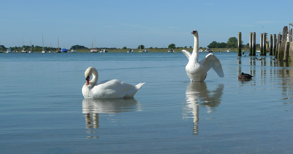 Saturday September 22nd (2018) Swans at Bosham Harbour. width=