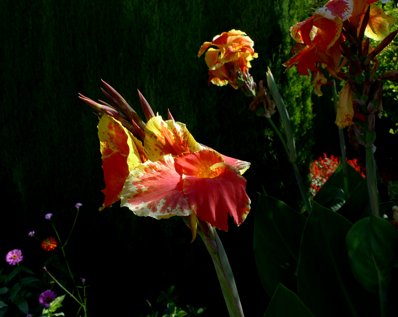 Wednesday February 25th (2026) That is a pretty flower width=