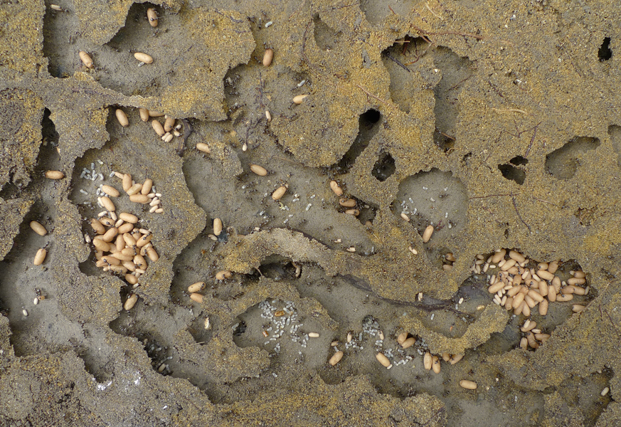 Sunday June 19th (2016) Ant's Nest width=