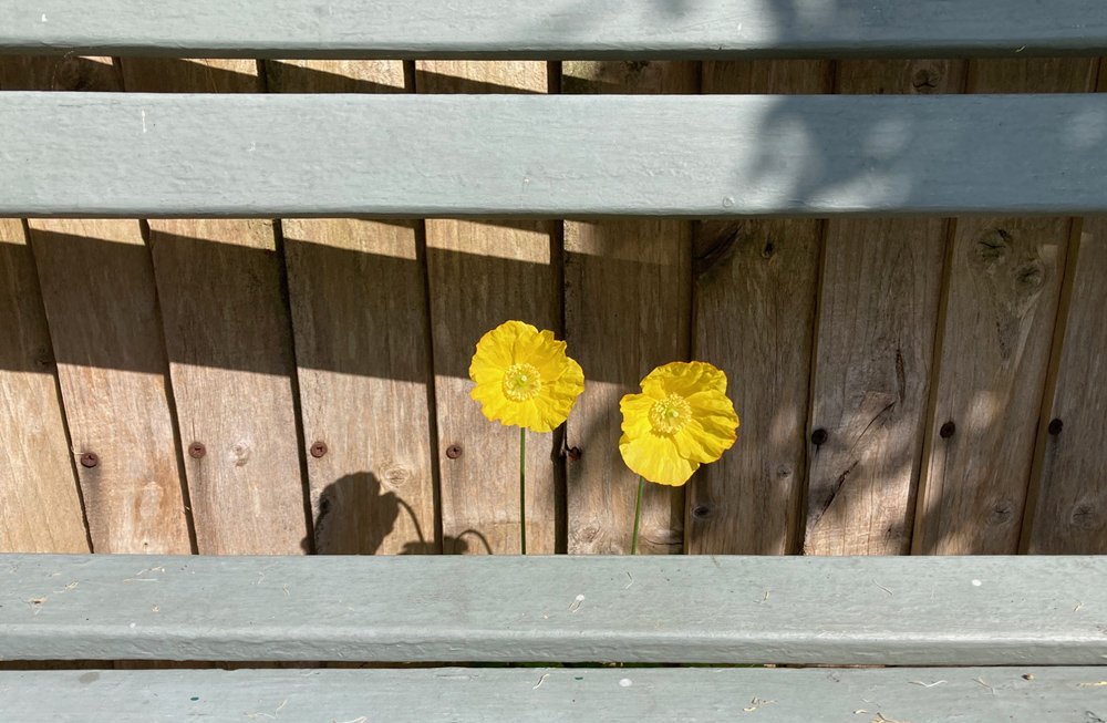 Wednesday May 6th (2026) Behind the bench, in front of the fence, in the sun. width=