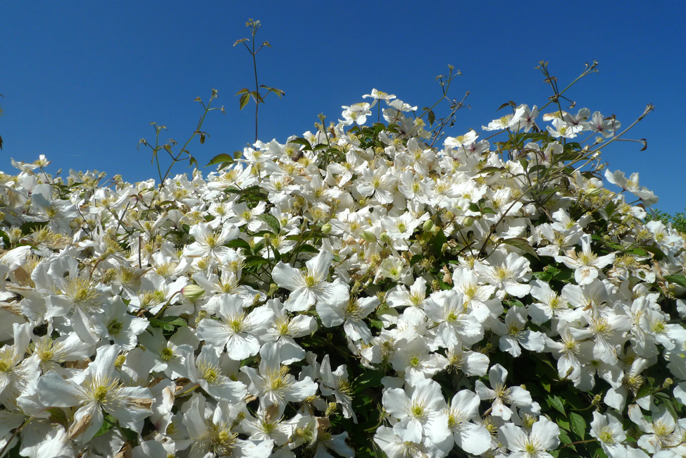 Sunday June 6th (2021) Clematis width=