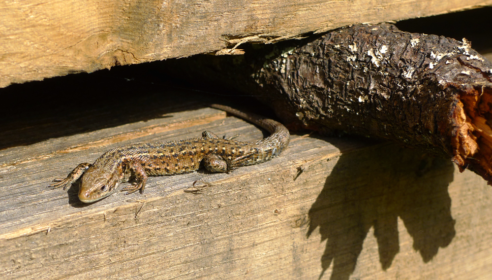 Monday August 31st (2020) Viviparous lizard (Common lizard) enjoying the sun ... width=