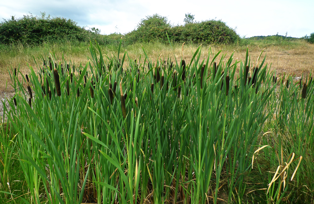 Sunday July 5th (2026) Reeds width=