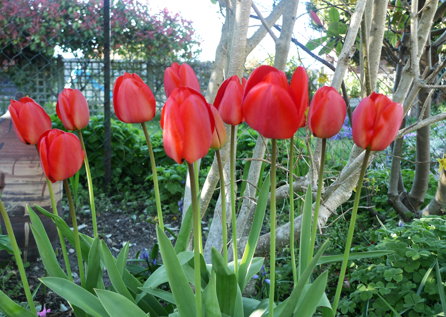 Tuesday April 19th (2022) Tulips - Closing up for the night width=