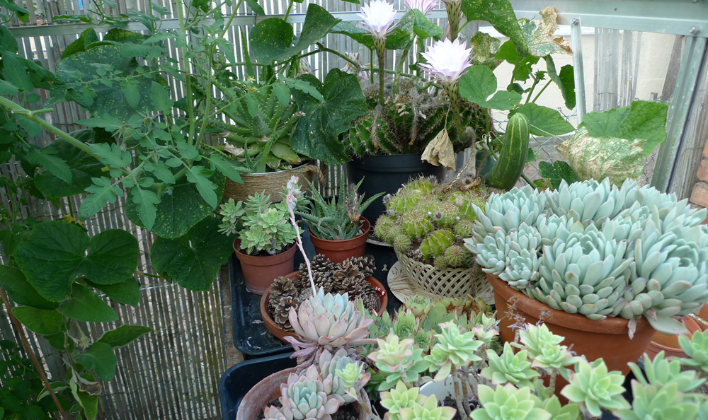 Monday August 29th (2016) Spot the cucumber. width=