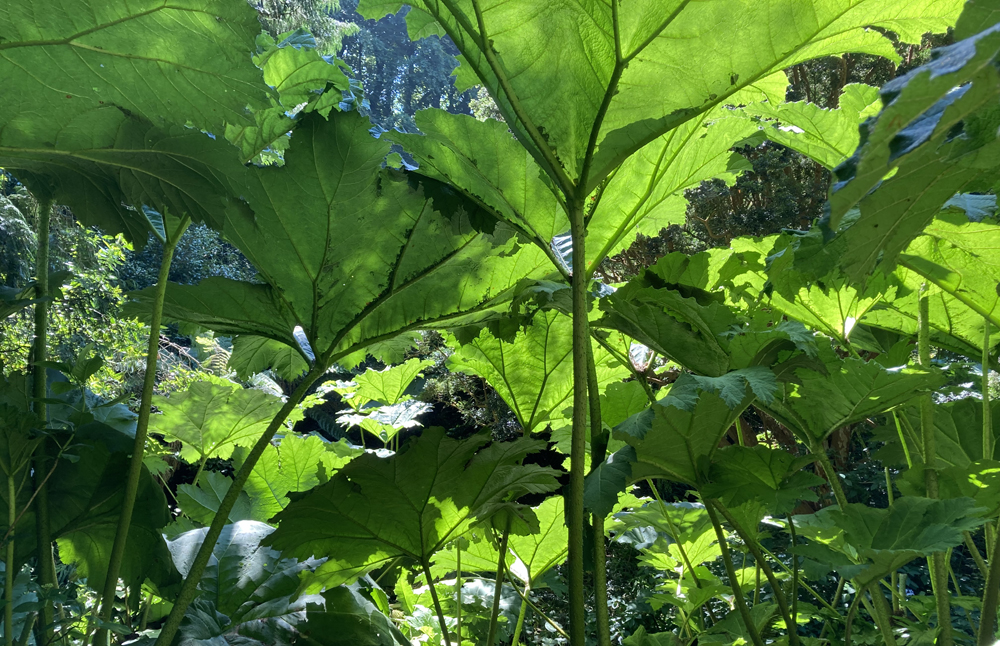 Friday July 7th (2023) Under the Gunnera Manicata  width=