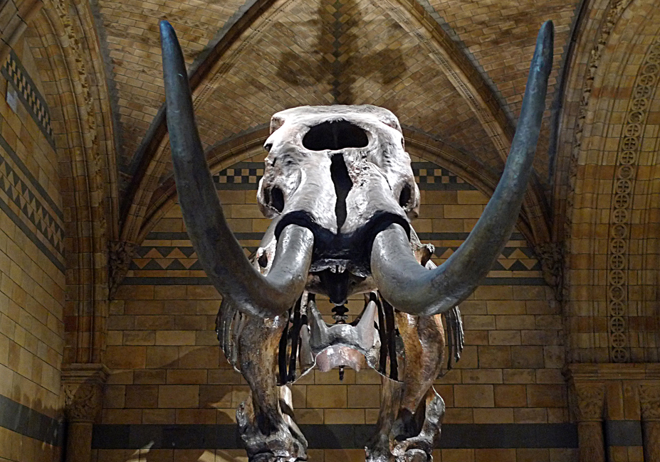 Thursday August 17th (2017) Wooly Mammoth width=