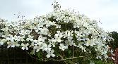 26: Another good year for this clematis.