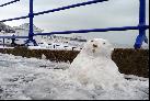 08: Jude, the pier and a small sad snowman.