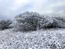 Snow on the South Downs