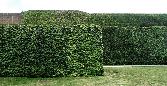 Walls of green