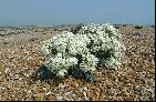 15: Crambe Maritima in full flower (Sea Kale)