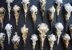 07: Bird Skulls