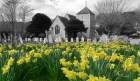 27: Daffs at East Dean Church.