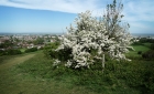 16: Crataegus, commonly called hawthorn, quickthorn, thornapple, May-tree or whitethorn.