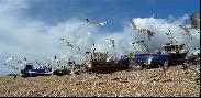 14: Boats and Gulls