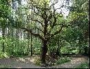 26: Gnarled oak in Abbot