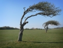 13: Prevailing wind (No.5)