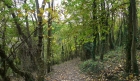 15: Walking back from the dewpond.