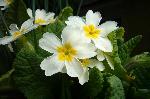 25: Primroses