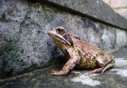 15: Mr.Frog or Mr.Toad ?