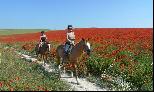 09: Poppies and Horses