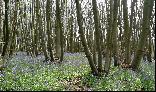 30: Bluebells...