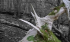 07: Sharp root In Friston Forest