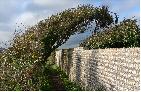 24: Bush and Wall at Tide Mills