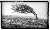22: Prevailing wind (No.1)