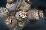 11: Poppy seed heads.