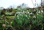 07: Snow Drops