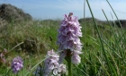 15: Heath Spotted Orchid (Dactylorhiza Maculata)