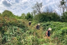 An overgrown path