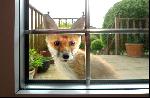 24: Fox cub at the window