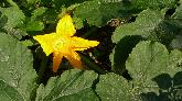 29: Courgette Flower