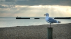 Seagull