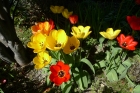 07: Tulips in the garden ...