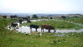 28: Cows drinking ...