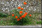 20: Flint wall and wild poppies.