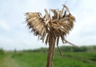 10: Damaged seed head