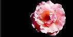 18: Pink Rose