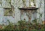 31: Ivy Covered Barn.