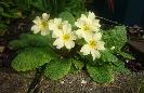 11: Primroses