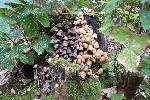 26: Fungi in Friston Forest.