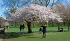 21: St. James Park, London.