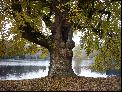 29: Stourhead Tree